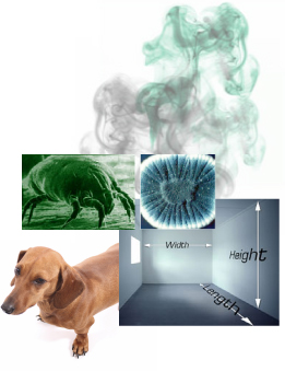 Best Air Purifier by Allergy