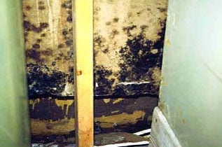 Mold removal Queens