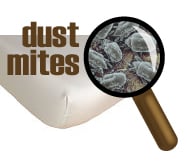 Get Rid of Dust Mites with Steam Cleaning