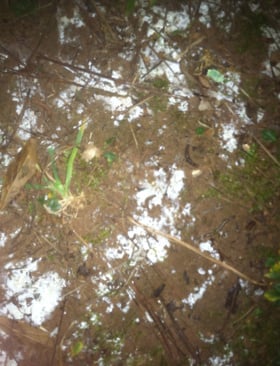After I Raked Away the Leaves, I Got A Surprise. No, It's Not Snow After I Raked Away the Leaves, I Got A Surprise. No, It's Not Snow