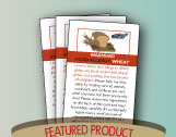 Food Allergy Cards