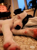 Overcome Pet Allergies with Environmental Control
