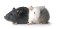 Mice, Peanut Allergies & Gut Bacteria - Probiotic Solution to Food Sensitivities?