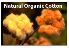 Organic Cotton
