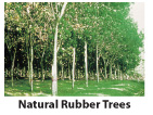 Natural Rubber Trees