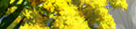 Seasonal Allergy