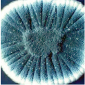 Mold