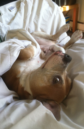 Extra Mattress or Duvet Covers are Handy for Pets