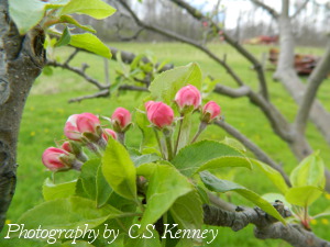 Spring Apple Blossoms