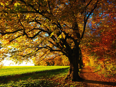 2015 Fall Allergy Tips
