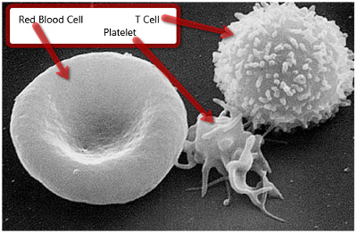 Early Detection of Allergies - It's in the Blood