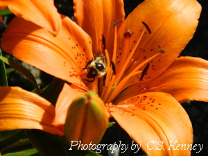 The Buzz of Bees Isn't the Only Thing Filling the Spring Air