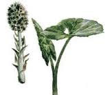 Treat Allergies with Herbs - Butterbur