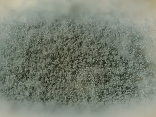 Mold Allergies - Don't Mistake This for Carpet