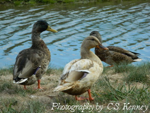 Ducks Are Always Up For Bath Time!