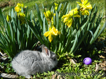 The Easter Bunny - Enjoy!