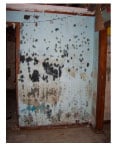 Mold: The Fungus Among Us