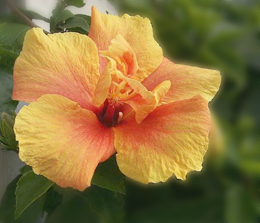 Gardening with Allergies