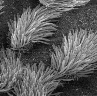 Cilia - Tiny Hairlike Structures That Trap Particles