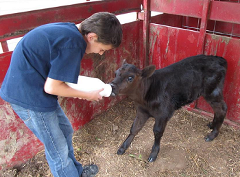 Sometimes The Only Way to Know What's On Your Plate Is To Know What You Put Into the Cow - My Nephew Bottle Feeding an Abandoned Calf