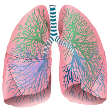 Further Links Between the Respiratory System and Immunological Disease