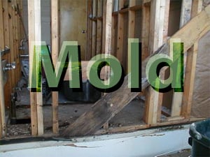 Mold FAQ - How Do I Spot Mold and Get Rid of It?