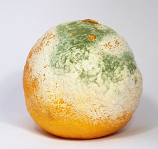 https://www.achooallergy.com/images/moldy-clementine.jpg