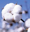 Organic Cotton for Personal Care Products
