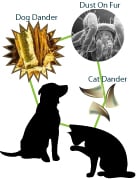 Pet Dander Allergy