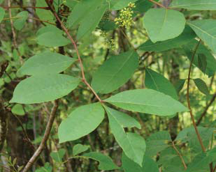 Poison Sumac - Least Common But Most Harmful
