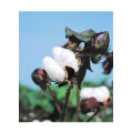 Royal-Pedic Premium, Natural Cotton