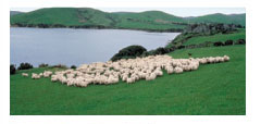 Lamb's Wool from New Zealand