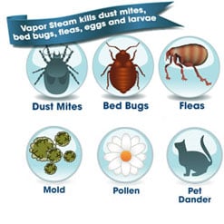 Steam Cleaners Kill Bed Bugs, Dust Mites, Mold, Pet Dander, and Fleas