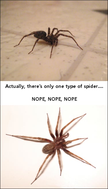 There Is Only One Type of Spider - Nope, Nope, Nope!