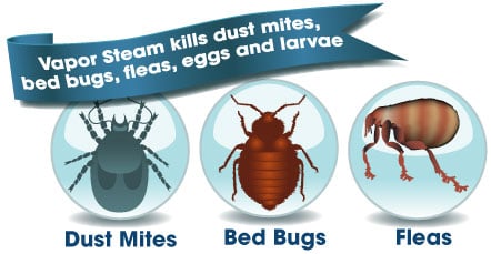 Vapor Steam Cleaners Kill Dust Mites, Fleas, and Bed Bugs