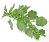 Treat Allergies with Herbs - Stinging Nettle