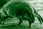 Common Household Dust Mite