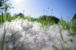 dandelion-321933_960_720