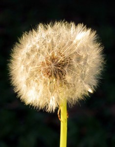 dandelion-504490_960_720