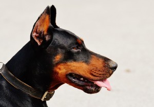 doberman-1334497_960_720