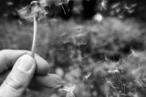 Dandelion fluff floating through air