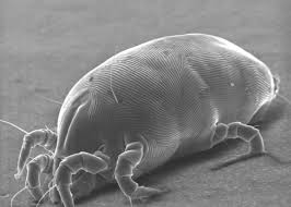Single dust mite maginified