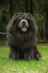 Black dog with long hair