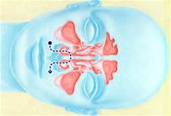 Diagram of Human Nasal System