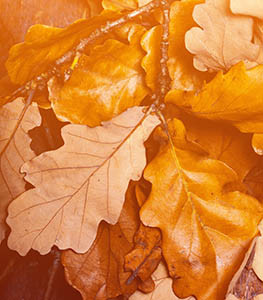 Abstract background with autumn leaves. Yellow Fallen autumn leaves on draw wooden old background