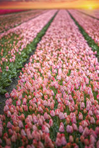 Large field of flowers