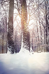 Winter forest nature snowy landscape outdoor background