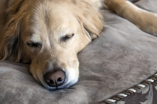 Golden Retriever napping on dog bed