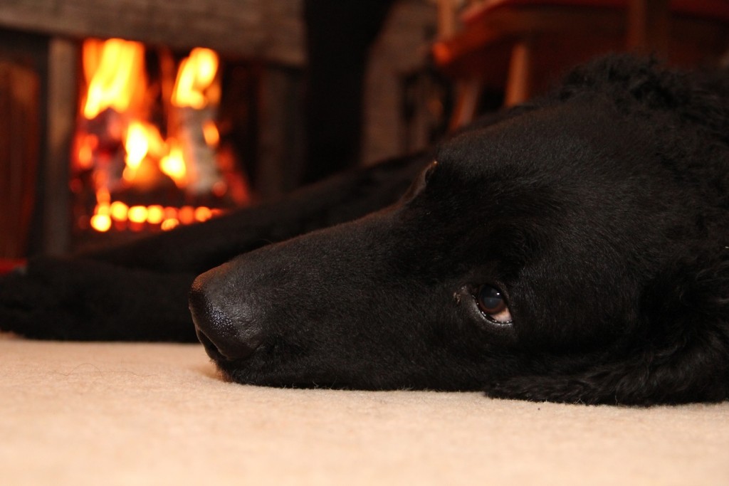 Labrador lying before home fire place