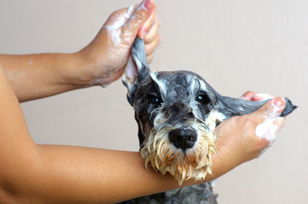 Schnauzer Dog grooming